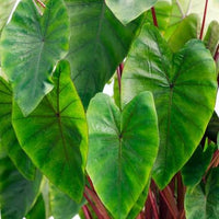 Colocasia Gigantea growing as an ornamental garden plant
