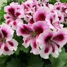 White Purple Geranium Flower Seeds for Planting Long Bloom Season Heirloom & GMO Free Seeds for Home Garden
 
 Sale