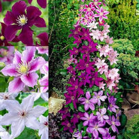 Clematis perennial flowers with climbing green foliage