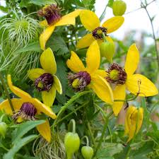 Yellow Tangutica Flower seeds for Planting - Cottage Garden Essential, Heirloom & GMO Free Seeds for Home Garden