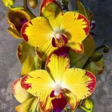 Yellow Red Phalaenopsis Orchid Flower Seeds Perfect for Borders Heirloom NonGMO Organic Garden Seeds for Planting
 
 Sale for planting in home garden