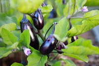 Aubergine plants with green foliage growing in a raised garden bed.

