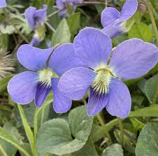 Viola sororia Flower seeds for Planting - Compact Growth, Heirloom & GMO Free Seeds for Home Garden