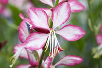 Rosy white Gaura flowers growing in a sunny garden border.