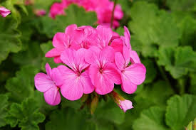Violet Pink Geranium Flower Seeds for Planting Long Bloom Season Heirloom & GMO Free Seeds for Home Garden
 
 Sale