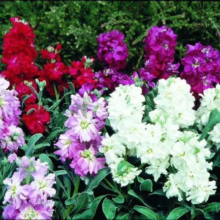 Stocks Cinderella mixed flowers growing in a colorful garden display.

