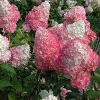 Vainilla Hortensia Flower seeds for Planting - Garden Favorite, Heirloom & GMO Free Seeds for Home Garden