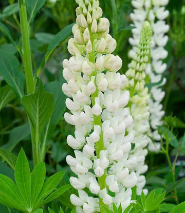 Russell Lupin 'Noble Maiden' with tall white flower spikes in a sunny garden.
