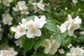 White Philadelphus Flower seeds for Planting - Hardy Variety, Heirloom & GMO Free Seeds for Home Garden
