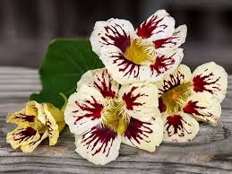 White Red Nasturtium Flower Seeds Compact Growth Heirloom NonGMO Organic Garden Seeds for Planting
 
 Sale for planting in home garden