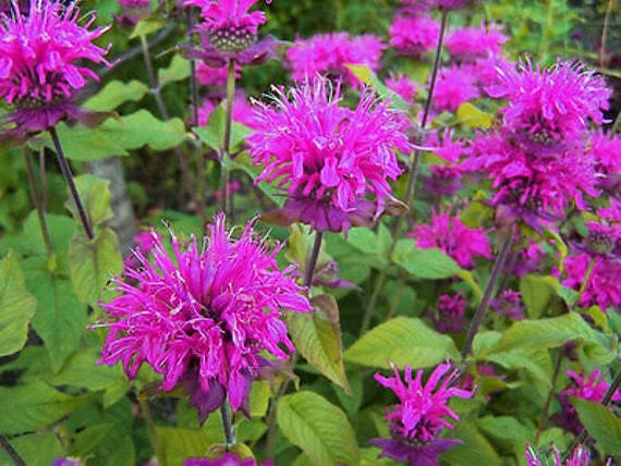 Monarda flowers with vibrant lilac blooms in a garden border.
