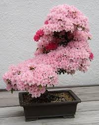 Baby Pink Simsii Bonsai Seeds for Planting Long Bloom Season Heirloom & GMO Free Seeds for Home Garden
 
 Sale