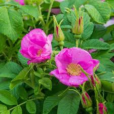 Rosa Rugosa Flower seeds for Planting - Low Maintenance, Heirloom & GMO Free Seeds for Home Garden