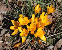 Yellow Crocus Flower Seeds Hardy Variety Heirloom & GMO Free Seeds for Home Garden
 
 Sale