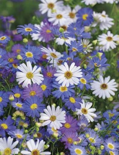 Compact Swan River Daisy plants with mixed blooms growing in outdoor containers.

