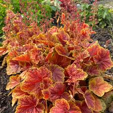 Orange Heuchera Flower seeds for Planting - Long Bloom Season, Heirloom & GMO Free Seeds for Home Garden
