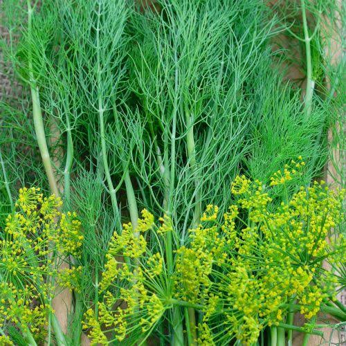 Feathery dill leaves on healthy herb plants.