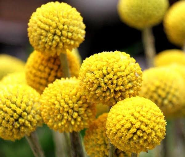 Billy Button Yellow Drumstick flowers with round golden blooms.