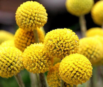 Billy Button Yellow Drumstick flowers with round golden blooms.