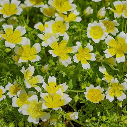 Poached Egg flowers creating a colorful border in a sunny landscape.
