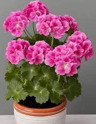 Pink Geranium Pelargonium Flower Seeds for Planting Easy to Grow Heirloom & GMO Free Seeds for Home Garden
 
 Sale