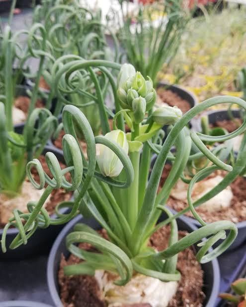 Albuca Spiralis ornamental plant with curled foliage and seasonal flower stalks.