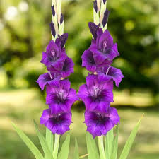 Purple Gladiolus Flower Seeds for Planting Compact Growth Heirloom & GMO Free Seeds for Home Garden
 
 Sale
