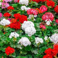 Mixed Geraniums Flower seeds for Planting - Vibrant Colors, Heirloom & GMO Free Seeds for Home Garden
 
 Sale