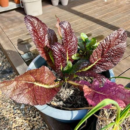 Red Giant Mustard Green Seeds – Large Red Leaves for Home Vegetable Gardens