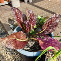 Red Giant Mustard Green Seeds – Large Red Leaves for Home Vegetable Gardens