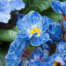 Europe Primula Acaulis Flower Seeds for Planting – Easy to Grow, Heirloom, Non-GMO Organic Garden Seeds