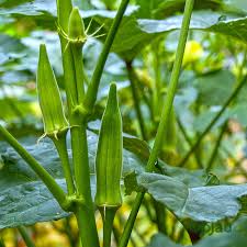 Green Okra Seeds for Planting Vegetable Garden Essentials
