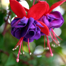 Purple Fuchsia Flower seeds for Planting - Easy to Grow, Heirloom & GMO Free Seeds for Home Garden
 
 Sale
