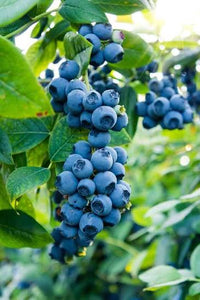 Blueberry shrub thriving in a decorative container