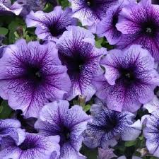 Lavender Black Petunia Flower Seeds for Planting Vibrant Garden Blooms Low Maintenance Heirloom & GMO Free Seeds for Home Garden 
 
 Sale
