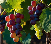 Grape Vine Mix for hardy perennial garden planting
