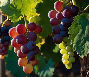 Grape Vine Mix for hardy perennial garden planting
