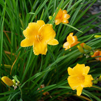 Stella D'Oro Yellow Daylily Roots for Garden Beds, Borders, Containers & Outdoor Landscapes