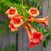 Orange Tecoma Flower seeds for Planting Bright Blooms Heirloom & GMO Free Seeds for Home Garden 
 
 Sale
