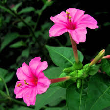 Mirabilis Jalapa Flower Seeds, Complete Planting Guide