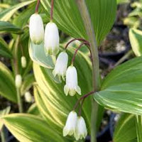 White Polygonatum Flower seeds for Planting - Perfect for Borders, Heirloom & GMO Free Seeds for Home Garden