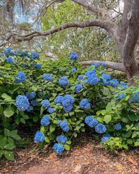 Royal Blue Hydrangea Seeds for Planting – Heirloom Non-GMO Ornamental Flower Seeds for Home Gardens, Borders & Containers