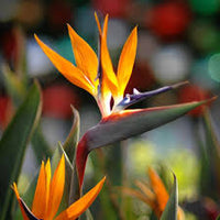 Strelitzia Flower seeds for Planting Colorful Display Heirloom & GMO Free Seeds for Home Garden