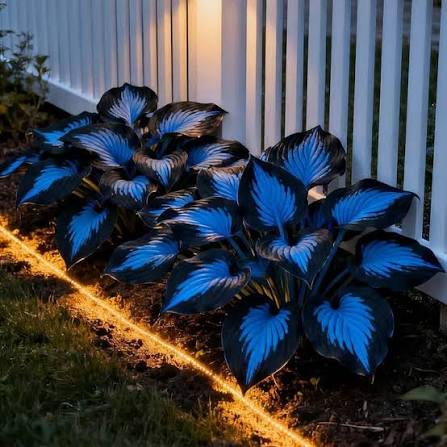 Perennial Hosta plants arranged along a garden border
