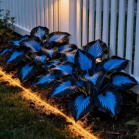 Perennial Hosta plants arranged along a garden border