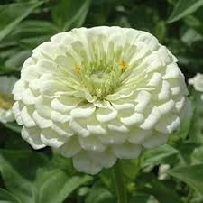 Heirloom White Zinnia Salmon Flower seeds for Planting Vibrant Colors Heirloom & GMO Free Seeds for Home Garden