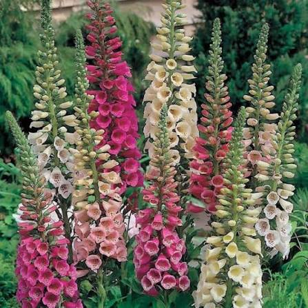 Tall Foxglove plants with purple and white flower spikes.
