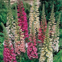 Tall Foxglove plants with purple and white flower spikes.

