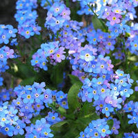 Myosotis Sylvatica Flower seeds for Planting - Pollinator Friendly, Heirloom & GMO Free Seeds for Home Garden