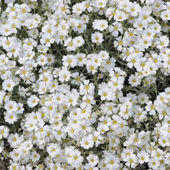 Silvery-green Snow in Summer foliage covered with bright white flowers along a garden border.

